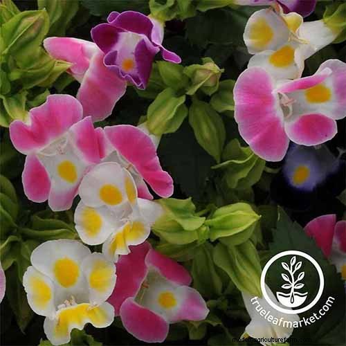 Best Flowering Ground Covers for Landscaping: 15 Top Choices