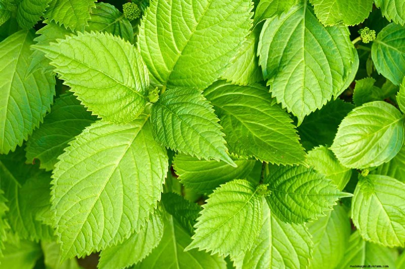 Shiso (Perilla) Growing Guide: Planting & Harvesting