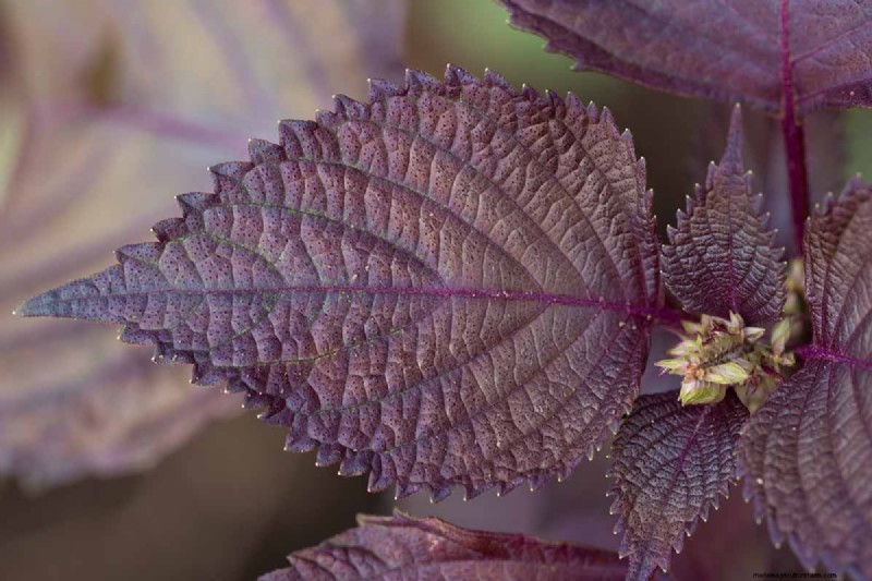 Shiso (Perilla) Growing Guide: Planting & Harvesting
