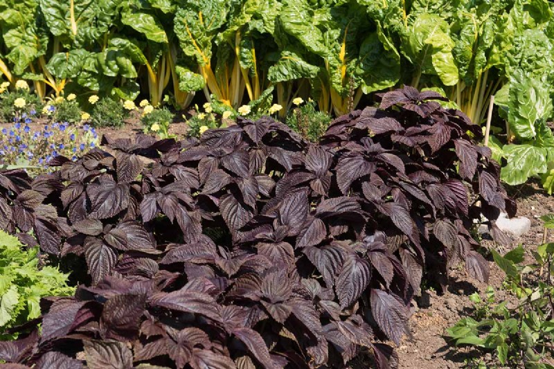 Shiso (Perilla) Growing Guide: Planting & Harvesting