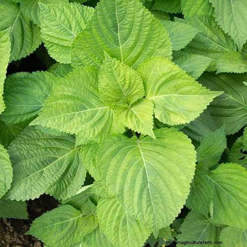 Shiso (Perilla) Growing Guide: Planting & Harvesting