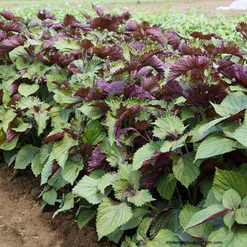 Shiso (Perilla) Growing Guide: Planting & Harvesting