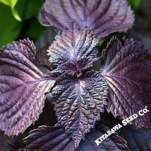 Shiso (Perilla) Growing Guide: Planting & Harvesting