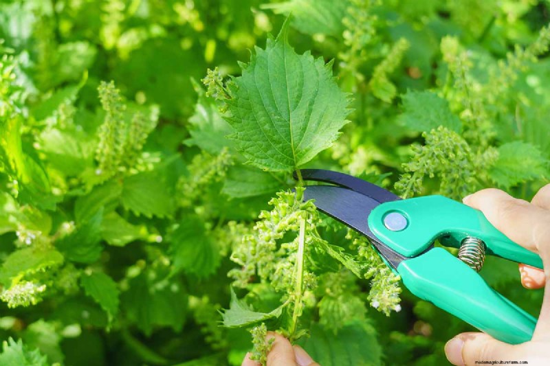 Shiso (Perilla) Growing Guide: Planting & Harvesting