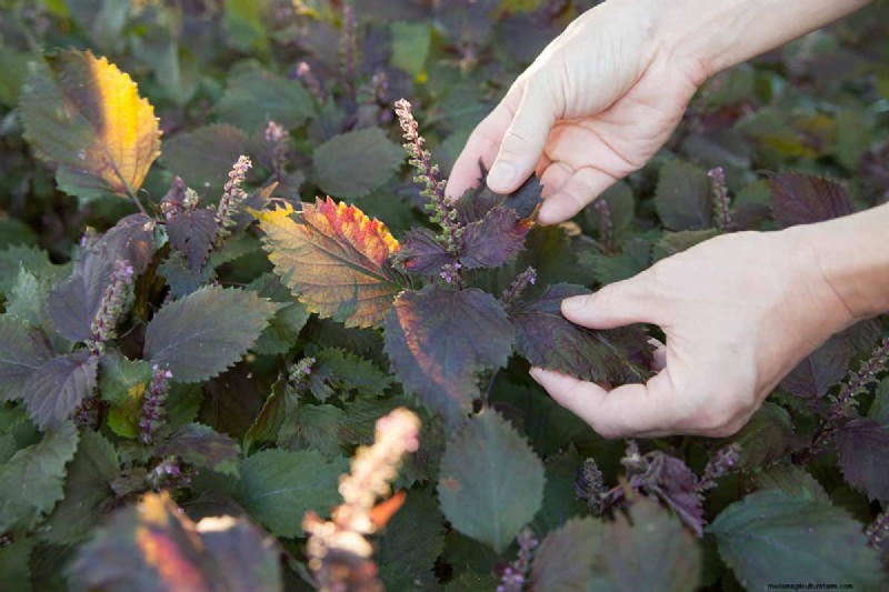 Shiso (Perilla) Growing Guide: Planting & Harvesting
