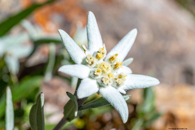 Edelweiss: Growing & Caring for the Iconic Alpine Flower