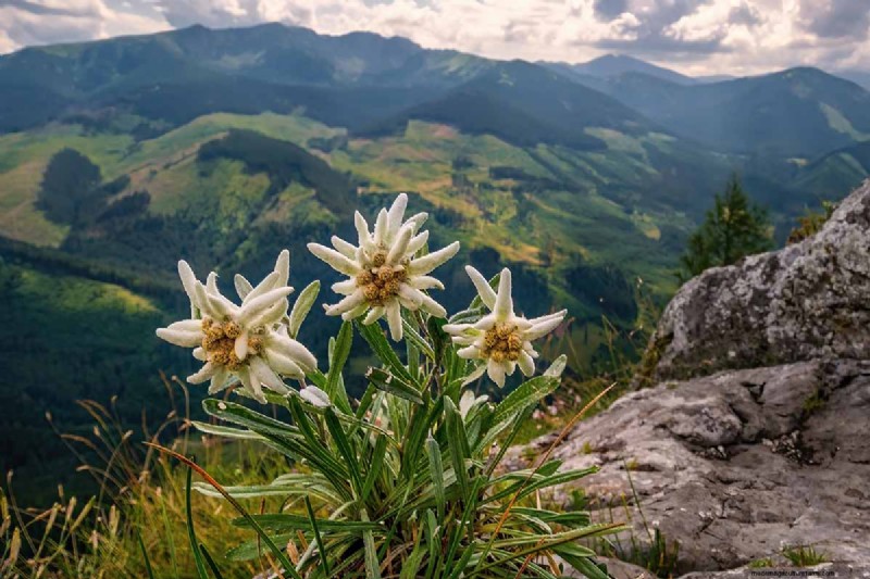 Edelweiss: Growing & Caring for the Iconic Alpine Flower