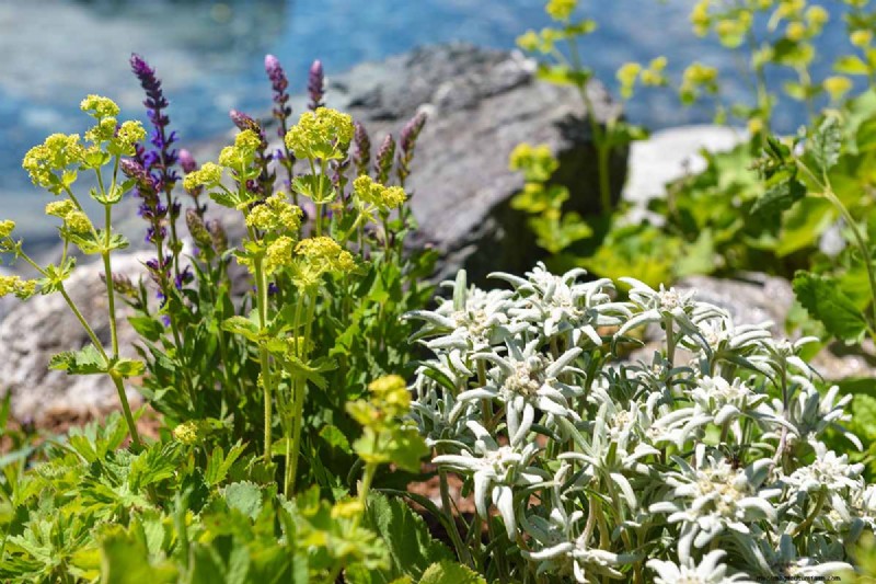 Edelweiss: Growing & Caring for the Iconic Alpine Flower