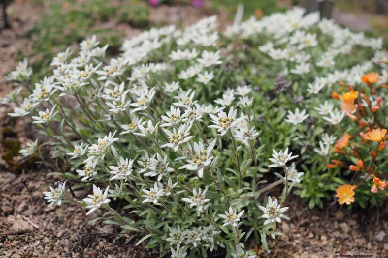 Edelweiss: Growing & Caring for the Iconic Alpine Flower