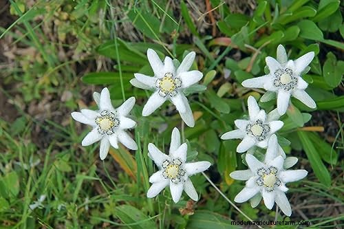Edelweiss: Growing & Caring for the Iconic Alpine Flower