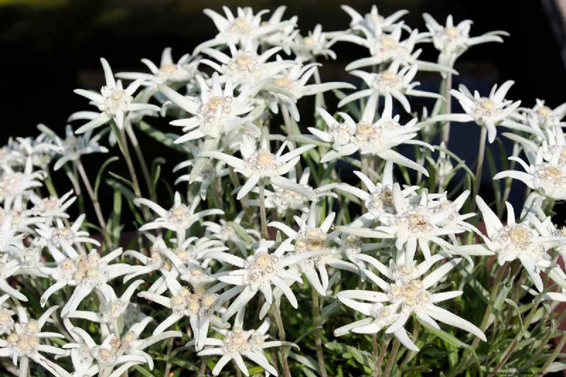 Edelweiss: Growing & Caring for the Iconic Alpine Flower