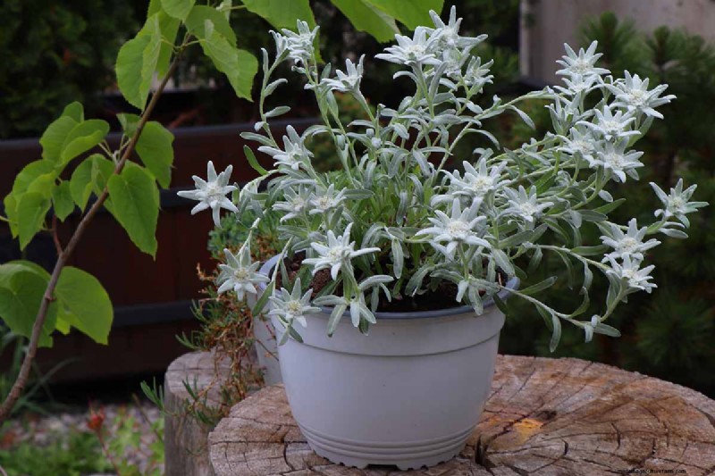Edelweiss: Growing & Caring for the Iconic Alpine Flower