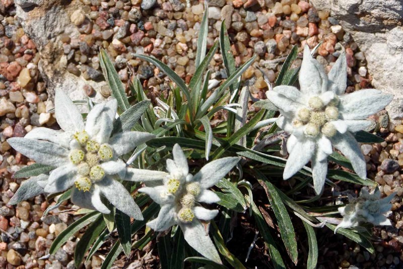 Edelweiss: Growing & Caring for the Iconic Alpine Flower