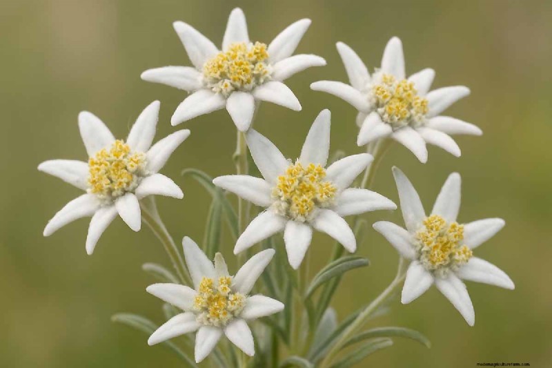 Edelweiss: Growing & Caring for the Iconic Alpine Flower
