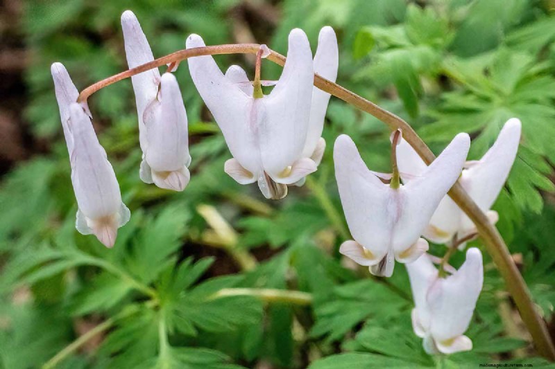 Growing Dutchman s Breeches (Dicentra cucullaria): A Beginner s Guide