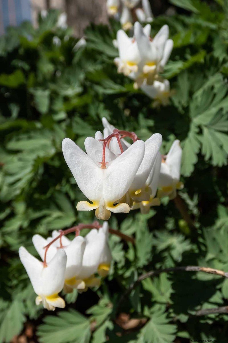 Growing Dutchman s Breeches (Dicentra cucullaria): A Beginner s Guide