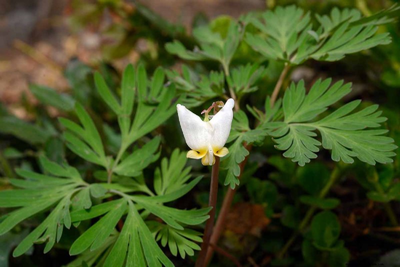 Growing Dutchman s Breeches (Dicentra cucullaria): A Beginner s Guide