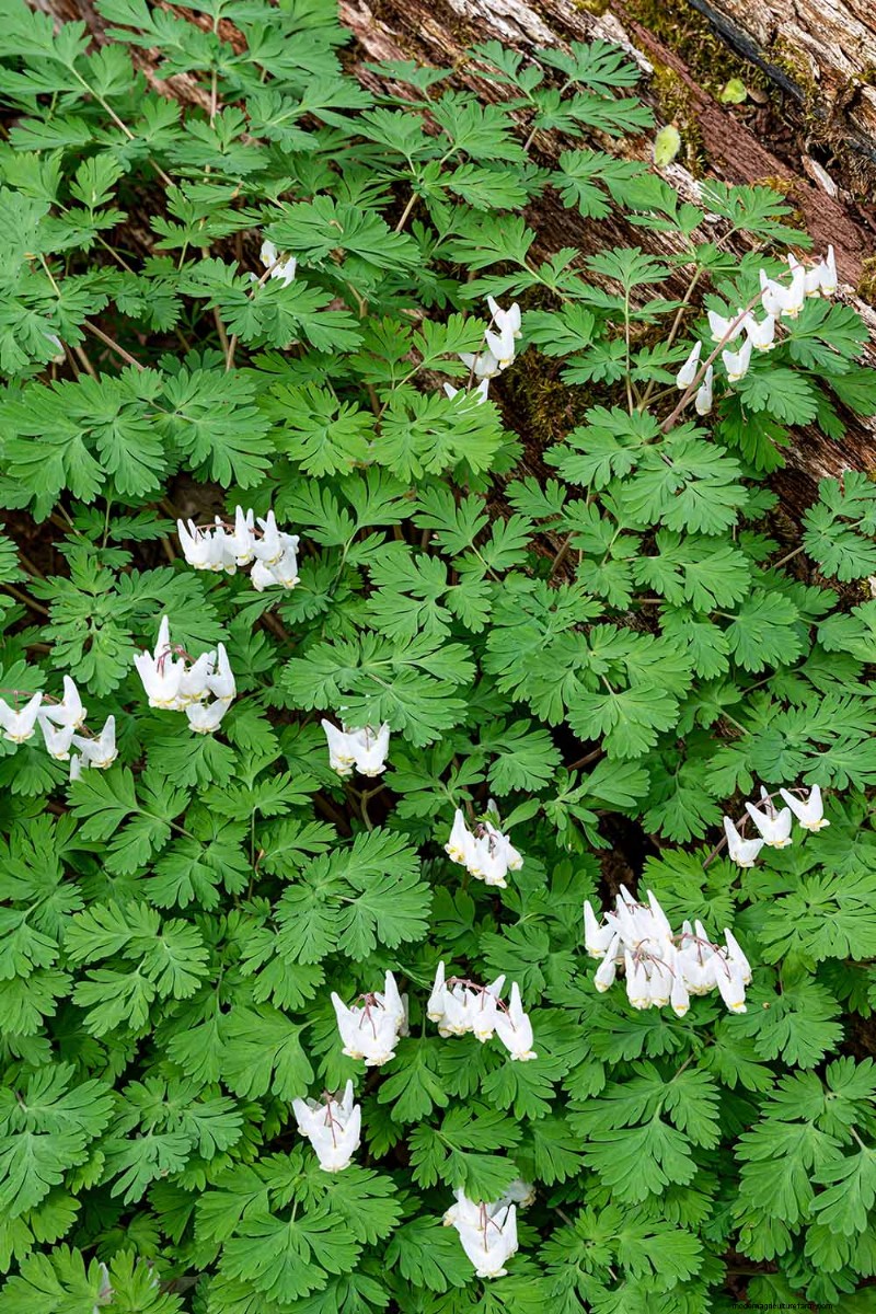 Growing Dutchman s Breeches (Dicentra cucullaria): A Beginner s Guide