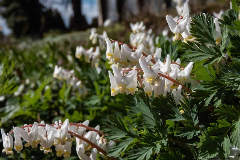 Growing Dutchman s Breeches (Dicentra cucullaria): A Beginner s Guide