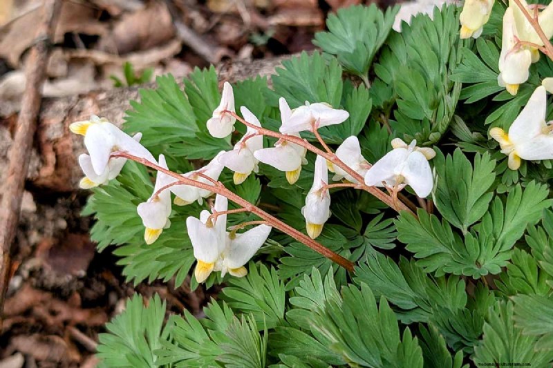 Growing Dutchman s Breeches (Dicentra cucullaria): A Beginner s Guide