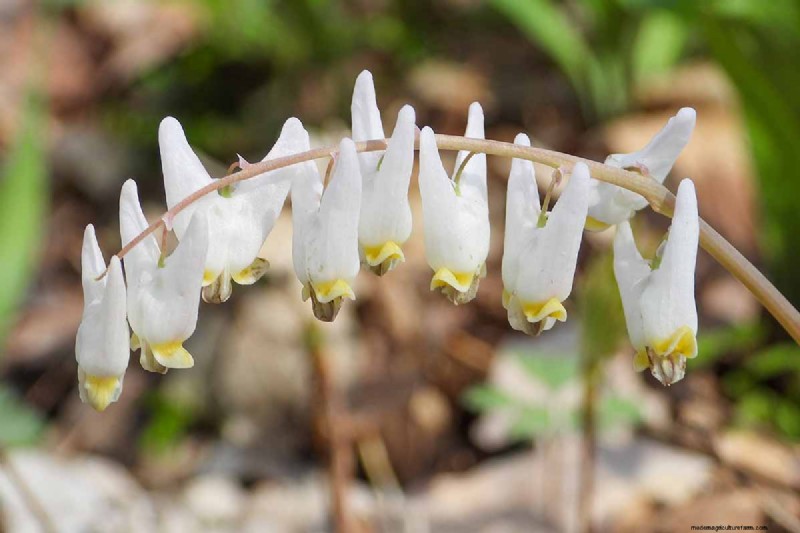 Growing Dutchman s Breeches (Dicentra cucullaria): A Beginner s Guide