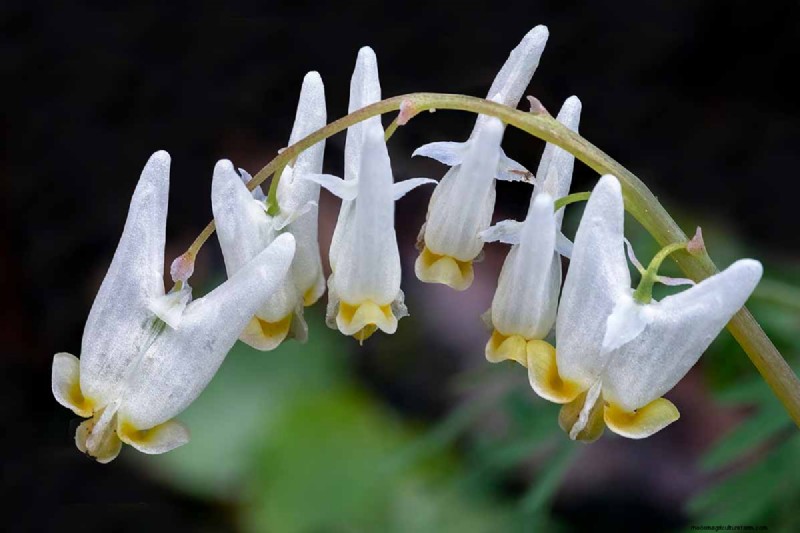 Growing Dutchman s Breeches (Dicentra cucullaria): A Beginner s Guide
