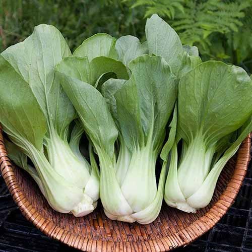 Best Leafy Greens to Grow at Home: A Comprehensive Guide
