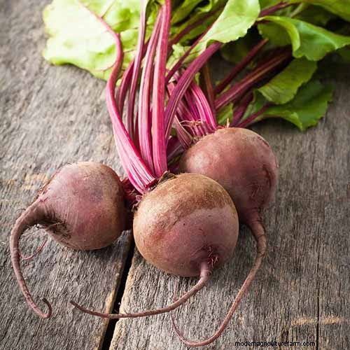 Best Leafy Greens to Grow at Home: A Comprehensive Guide
