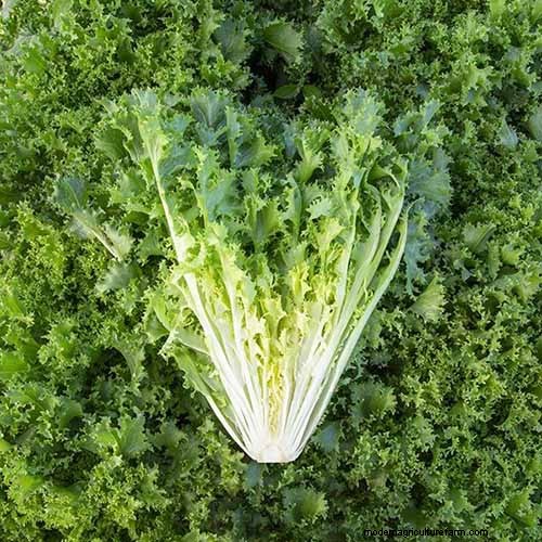 Best Leafy Greens to Grow at Home: A Comprehensive Guide