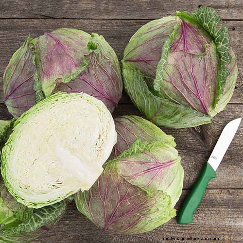 Best Leafy Greens to Grow at Home: A Comprehensive Guide