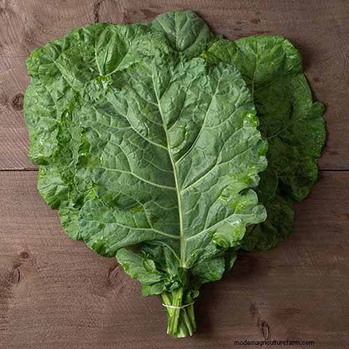 Best Leafy Greens to Grow at Home: A Comprehensive Guide