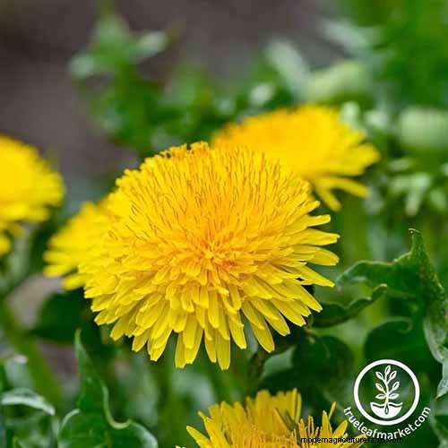 Best Leafy Greens to Grow at Home: A Comprehensive Guide