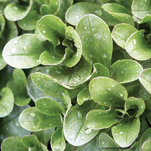 Best Leafy Greens to Grow at Home: A Comprehensive Guide