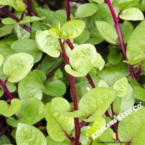Best Leafy Greens to Grow at Home: A Comprehensive Guide