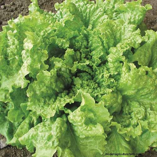 Best Leafy Greens to Grow at Home: A Comprehensive Guide