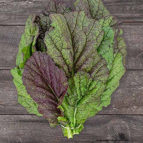 Best Leafy Greens to Grow at Home: A Comprehensive Guide