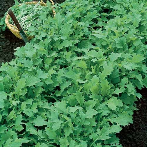 Best Leafy Greens to Grow at Home: A Comprehensive Guide