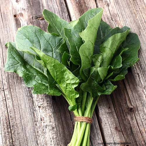 Best Leafy Greens to Grow at Home: A Comprehensive Guide