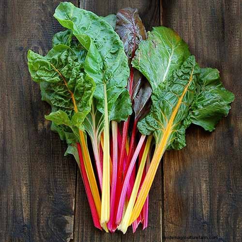 Best Leafy Greens to Grow at Home: A Comprehensive Guide