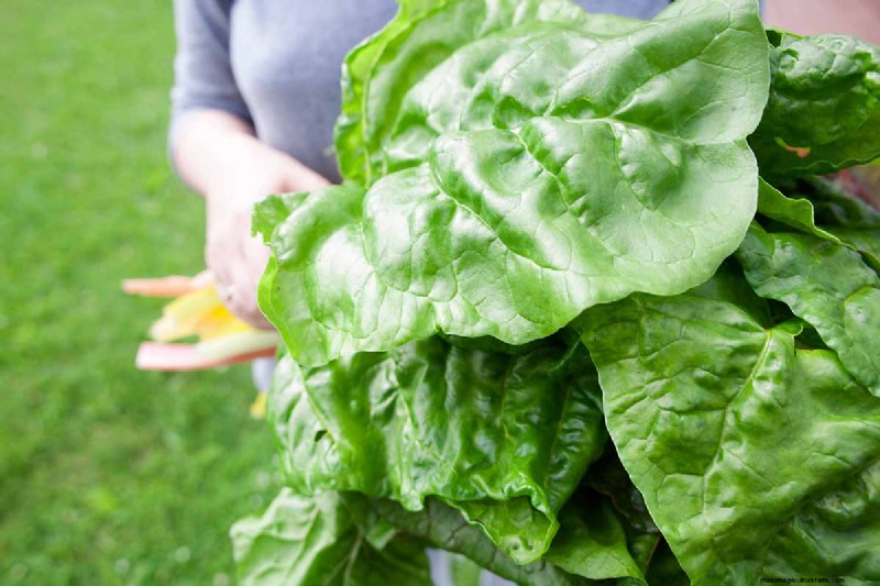 Best Leafy Greens to Grow at Home: A Comprehensive Guide