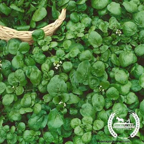Best Leafy Greens to Grow at Home: A Comprehensive Guide