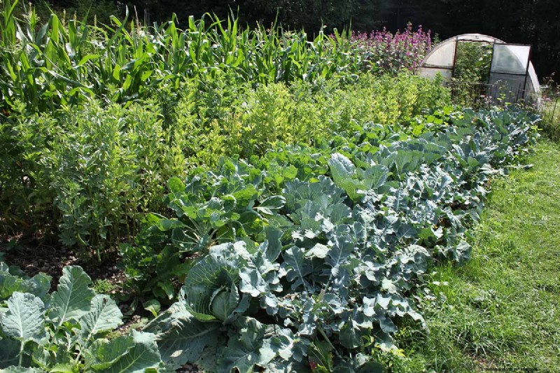 Build a Self-Sufficient Future: Your Guide to a Survival Garden