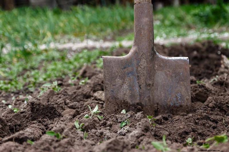 Build a Self-Sufficient Future: Your Guide to a Survival Garden