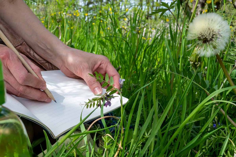 Build a Self-Sufficient Future: Your Guide to a Survival Garden