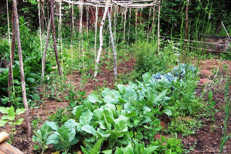 Build a Self-Sufficient Future: Your Guide to a Survival Garden