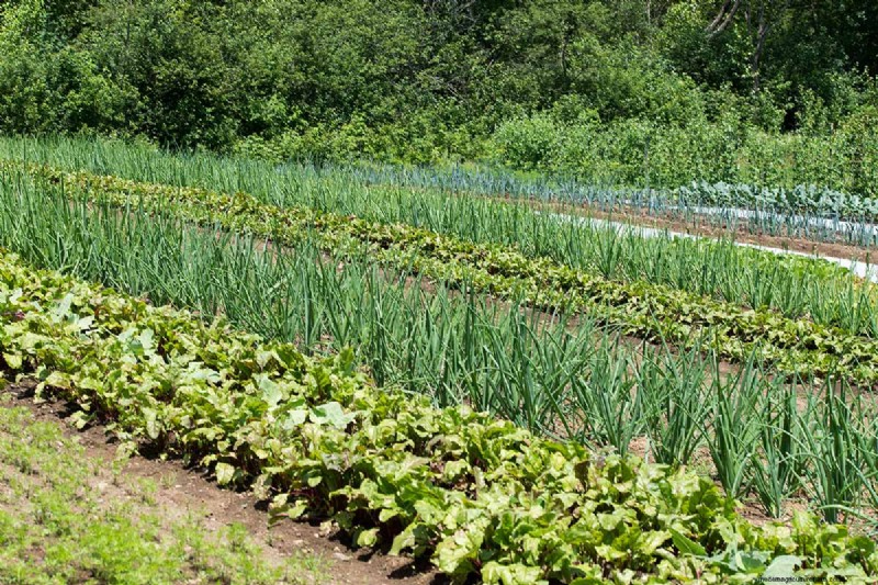 Build a Self-Sufficient Future: Your Guide to a Survival Garden