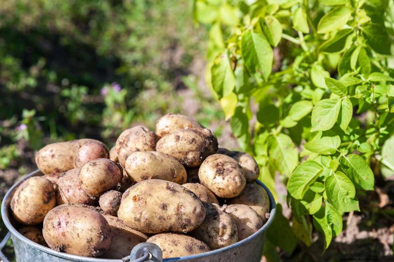 Build a Self-Sufficient Future: Your Guide to a Survival Garden