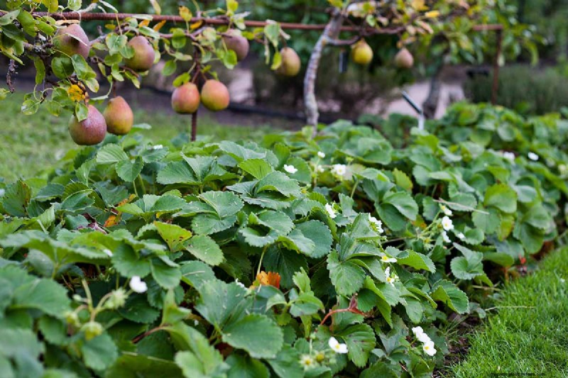 Build a Self-Sufficient Future: Your Guide to a Survival Garden