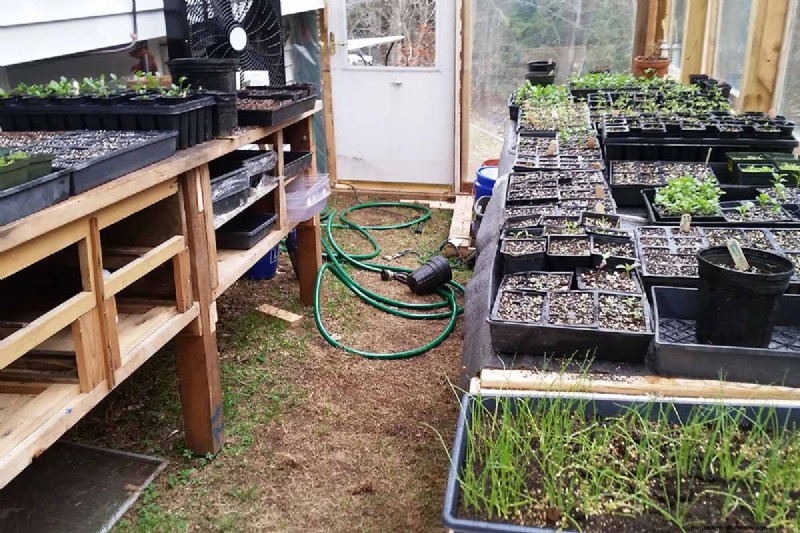 Build a Self-Sufficient Future: Your Guide to a Survival Garden