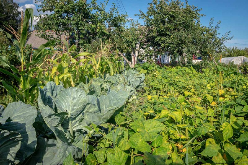 Build a Self-Sufficient Future: Your Guide to a Survival Garden